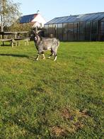 Dwergeit, Dieren en Toebehoren, Mannelijk, Geit, 0 tot 2 jaar