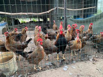 Leghorn goudpatrijs en isabelpatrijs beschikbaar voor biedingen