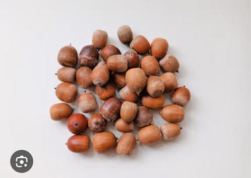 Eikels gevraagd voor dieren, Dieren en Toebehoren, Dierenvoeding, Overige soorten, Ophalen
