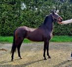 lieve 3 jarige pony merrie, Animaux & Accessoires, Vermifugé, Non dressé, Jument, Poney B (1.17 m à 1.27 m)