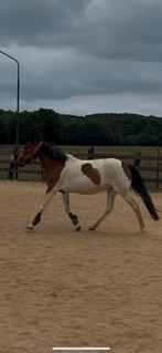 Merrie Dpony, Dieren en Toebehoren, Merrie