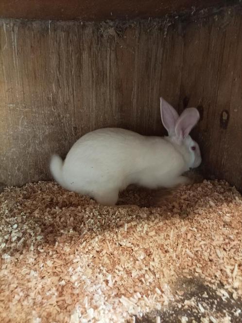 Rammelaar, Dieren en Toebehoren, Konijnen