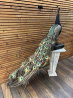 Opgezette blauwe pauw, Ophalen