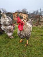Cream legbar haan, Dieren en Toebehoren, Mannelijk, Kip