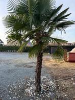 Palmbomen, Jardin & Terrasse, Plantes | Arbres, Enlèvement, Palmier, 100 à 250 cm
