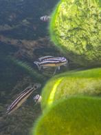 Tanganica cicliden, Dieren en Toebehoren