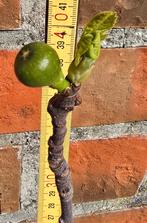 Figuier 'BROWN TURKEY' figuier Ficus Carica 1v3, Jardin & Terrasse, Figuier, En pot, Plein soleil, Enlèvement