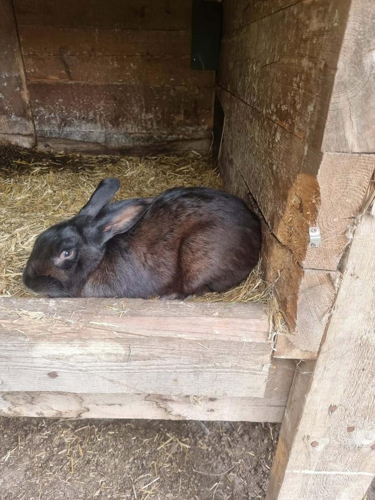 Zwarte rammelaar, Animaux & Accessoires, Lapins