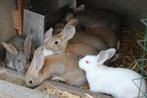 jonge konijnen, Dieren en Toebehoren, Konijnen