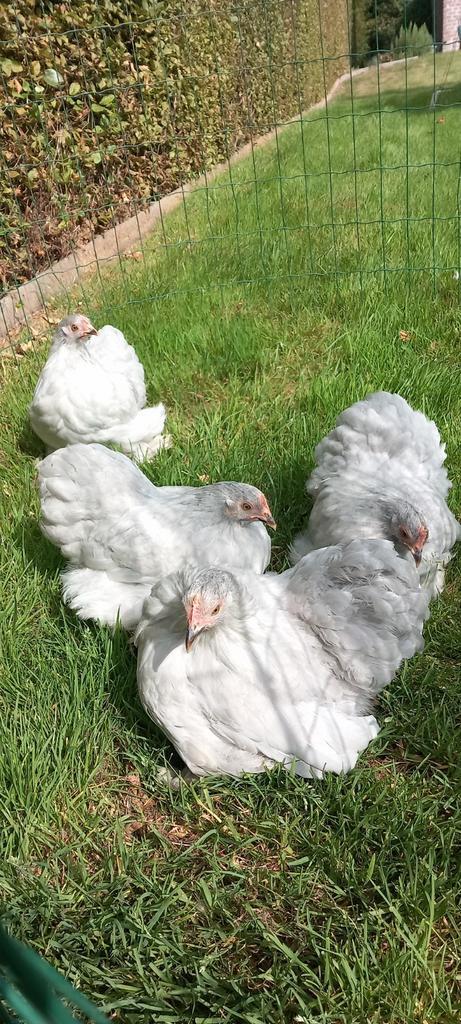 Cochinkriel hennen, Dieren en Toebehoren, Pluimvee