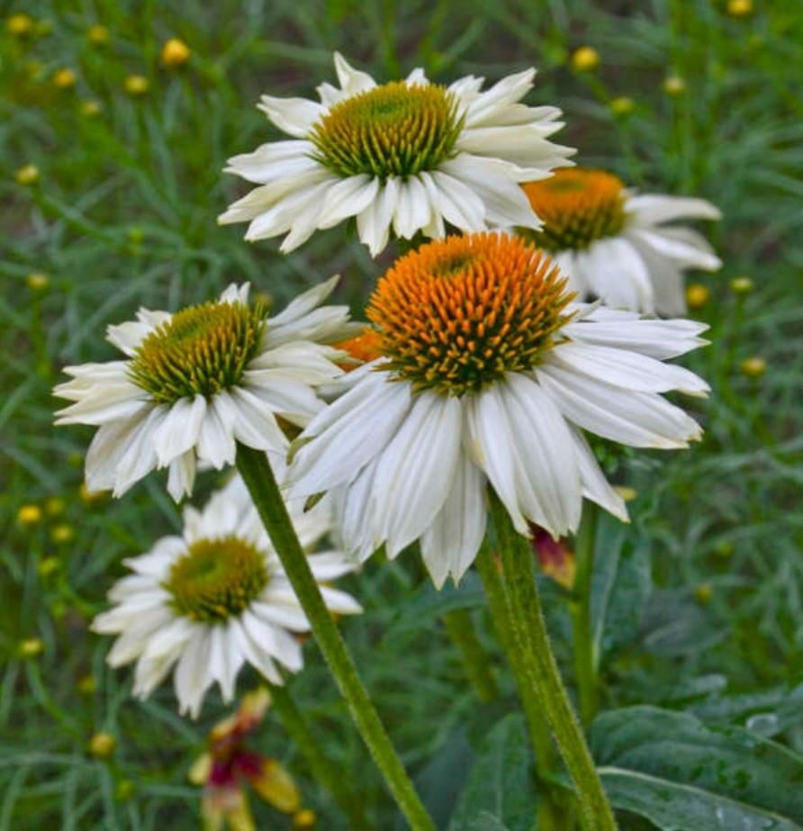 Echinacea White powwow, Echinacea wit, zonnehoed, Tuin en Terras, Ophalen, Zomer, Vaste plant, Volle zon
