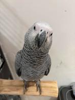 Gris Gabon, Femelle, Perroquet, Bagué