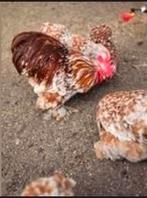 Broedeieren cochin kriel rood wit gepareld