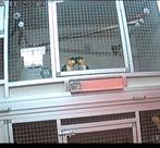 Verkoop tijdelijk uitgesteid ivm eiren koppel caiques beweze, Dieren en Toebehoren, Vogels | Parkieten en Papegaaien, Meerdere dieren