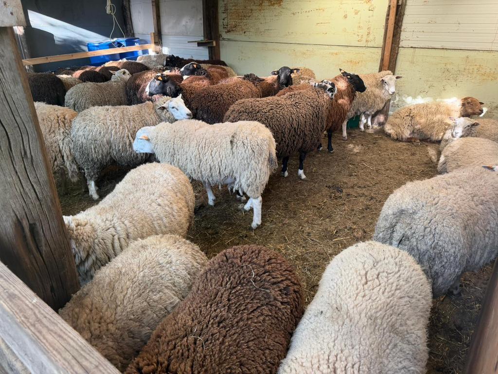 Schapen voor offerfeest