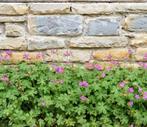 Tuingeranium, Ooievaarsbek, Geranium macrorrhizum, Tuin en Terras, Ophalen, Bodembedekkers, Volle zon, Vaste plant