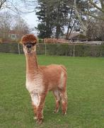 Jument alpaga, Animaux & Accessoires, Femelle, 6 ans ou plus