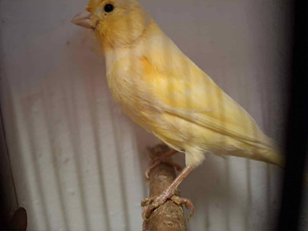 mooie kanaries (mannen), Dieren en Toebehoren