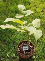 jeune noyer 50cm en pot    5€, Printemps, Enlèvement, Plantes fruitières, Plante fixe