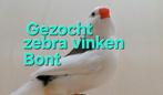Ik zoek, Dieren en Toebehoren, Vogels | Overige Vogels, Geslacht onbekend, Tropenvogel, Geringd