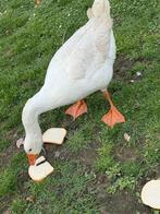 1 mannelijke gans, Dieren en Toebehoren, Pluimvee, Mannelijk, Gans of Zwaan