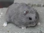 GEZOCHT blauwe russische dwerghamsters, Dieren en Toebehoren, Hamster, Januari, Meerdere dieren, Tam