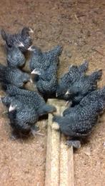 Jonge hennen en hanen Mechelse koekoek, Dieren en Toebehoren, Pluimvee