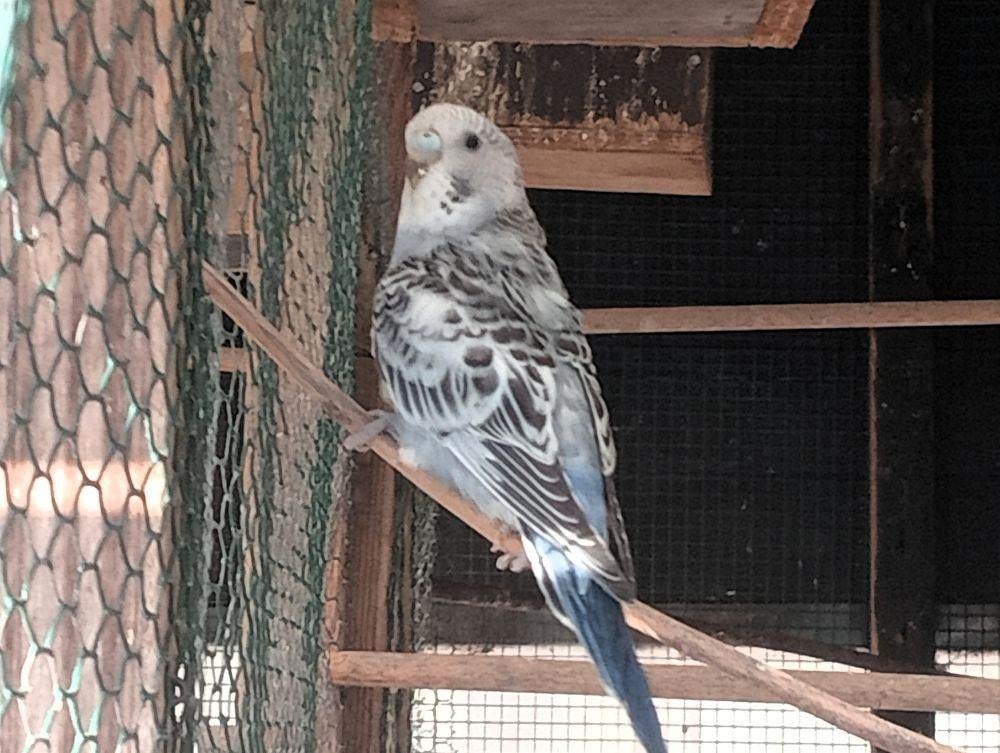 jonge parkiet, Perruche