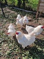 Broedeieren brahma wit, Dieren en Toebehoren