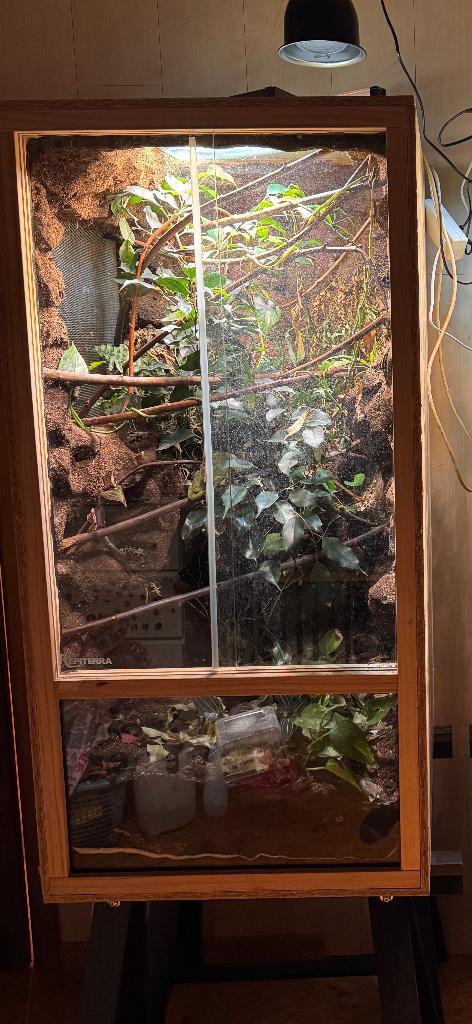 Terrarium 60x60x120, Dieren en Toebehoren, Reptielen en Amfibieën | Toebehoren, Gebruikt, Terrarium of Paludarium, Ophalen