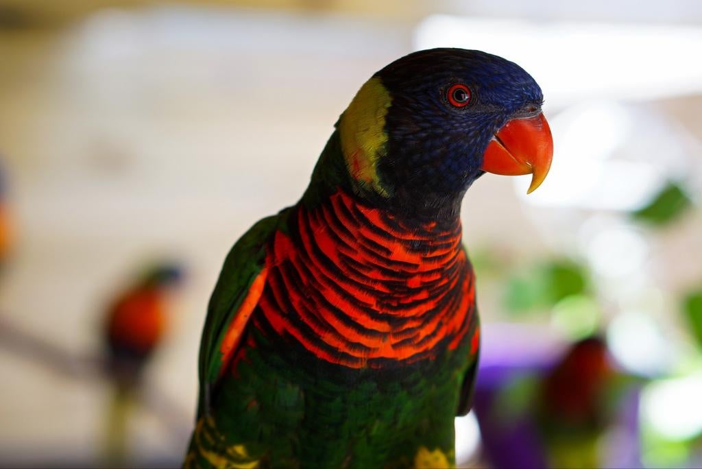 Loriquet à nuque vert, Mâle, Perroquet, Bagué