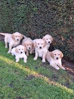 Golden retriever pups, Golden retriever, Plusieurs, Hépatite contagieuse (maladie de Rubarth), Belgique