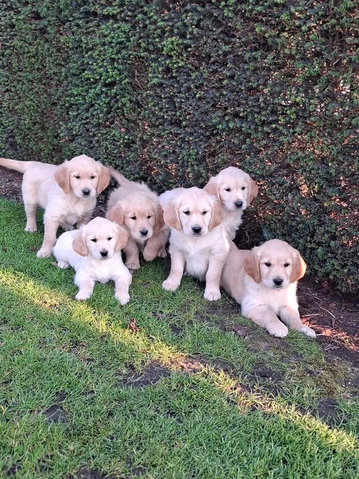 Golden retriever pups, Animaux & Accessoires, Chiens | Retrievers, Épagneuls & Chiens d'eau, Plusieurs animaux, Golden retriever