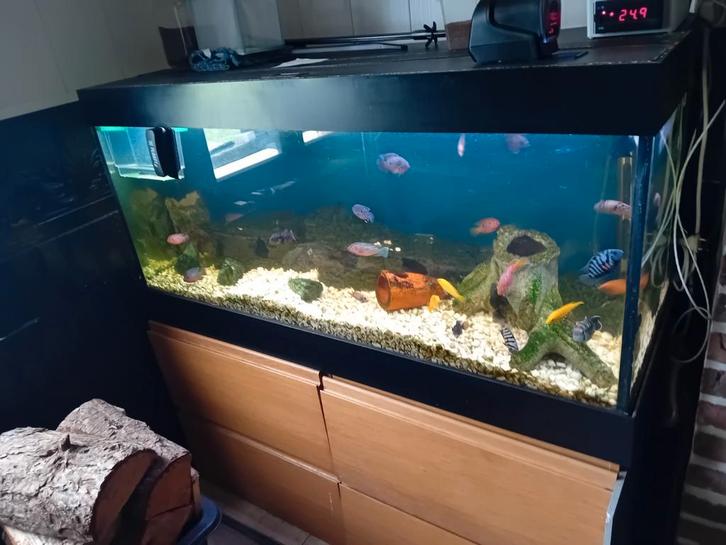 Aquarium, Animaux & Accessoires, Poissons | Aquariums & Accessoires, Enlèvement