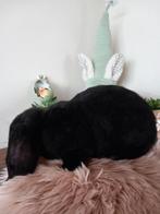 Franse hangoor ram, Mâle, Grand, Oreilles tombantes, 0 à 2 ans