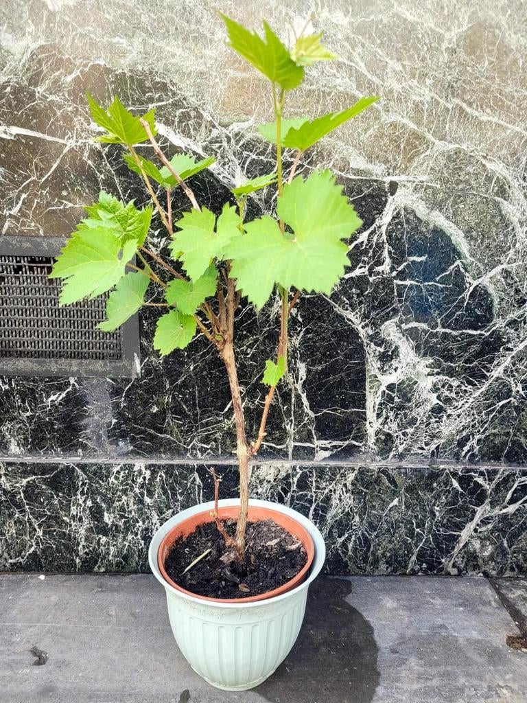 Druiven zaailingen, Ophalen