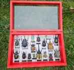 Unieke insecten vitrinekast met diverse kevers., Ophalen of Verzenden