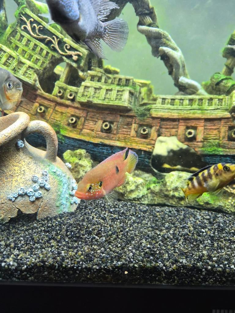 Juweel cichliden, Ophalen