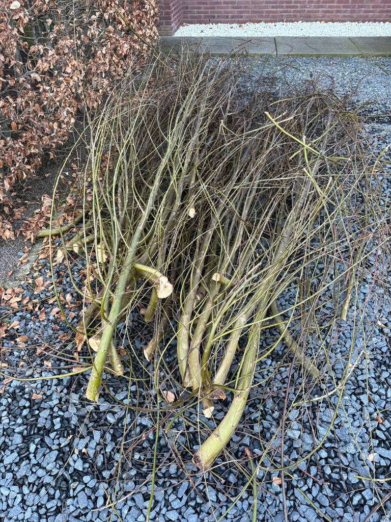 +++ snoeitakken knotwilg +++ 🌳, Minder dan 3 m³, Ophalen, Overige houtsoorten, Takken