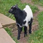 Blauwe ogen zwartbont bokje!