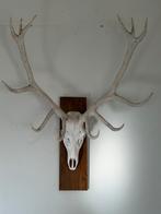 Gewei te koop, Campagnard, Enlèvement, Comme neuf