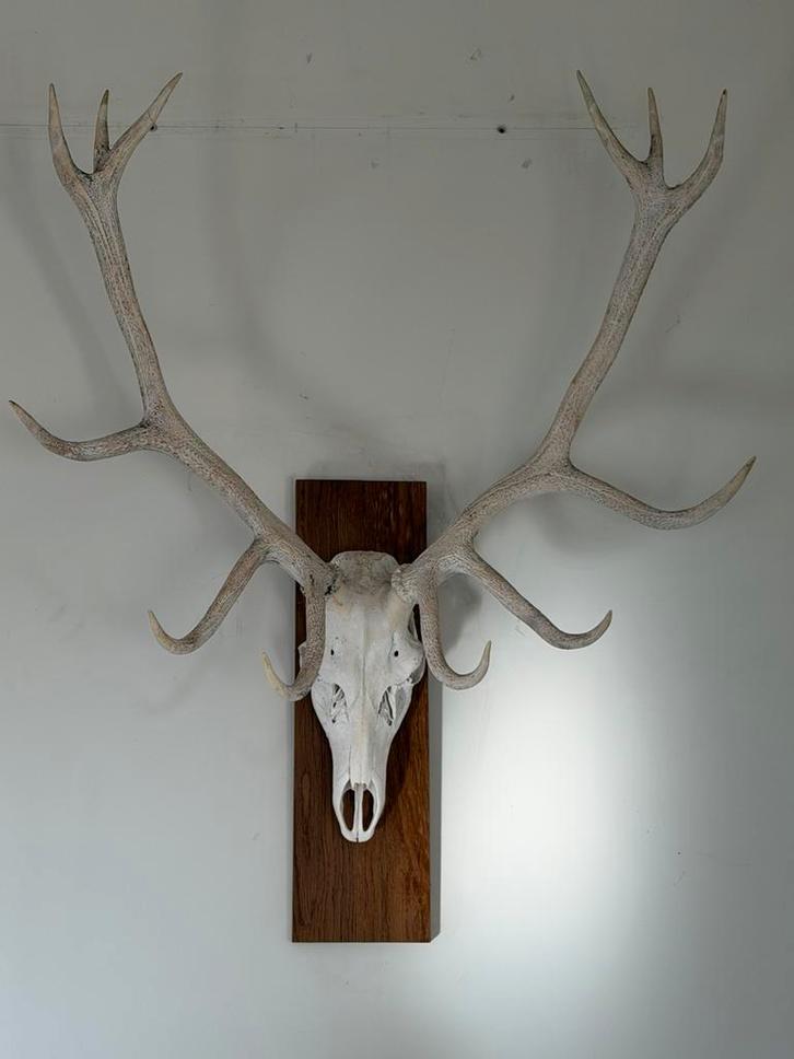 Gewei te koop, Maison & Meubles, Accessoires pour la Maison | Décorations murale, Comme neuf, Campagnard, Enlèvement