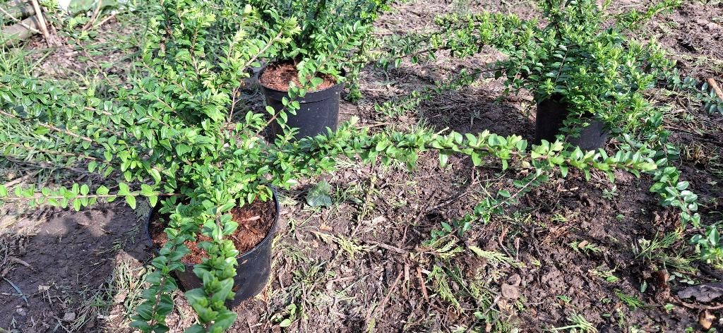 Lonicera maigrun, Tuin en Terras, Ophalen, Vaste plant, Bodembedekkers, Halfschaduw