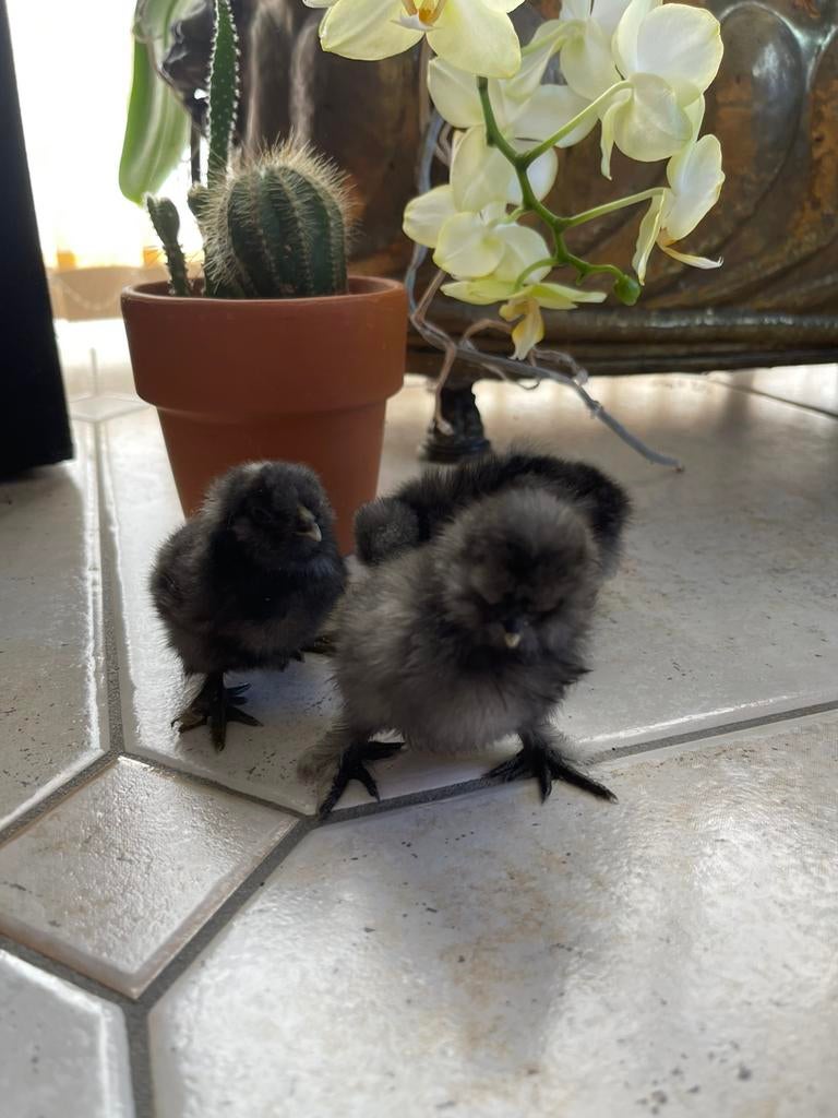 3 mooie USA zijdehoen kuikens - 2 hennen, Dieren en Toebehoren, Pluimvee, Vrouwelijk, Kip