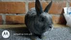 Prachtig dwerg rex rammetje in blauw., Dieren en Toebehoren, Konijnen, Dwerg