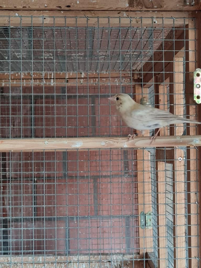 Botvinken, Dieren en Toebehoren, Vogels | Overige Vogels