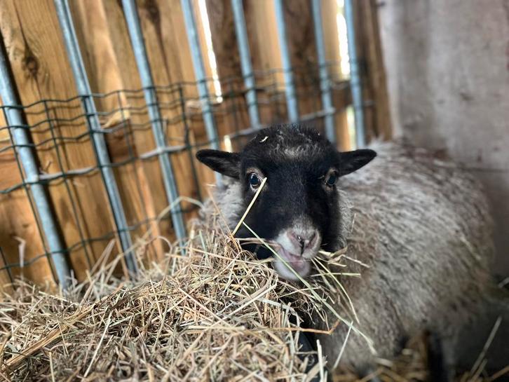 Ouessant ooitje en gecastreerde ram 2j, Animaux & Accessoires, Moutons, Chèvres & Cochons, Mouton, Plusieurs animaux, 0 à 2 ans