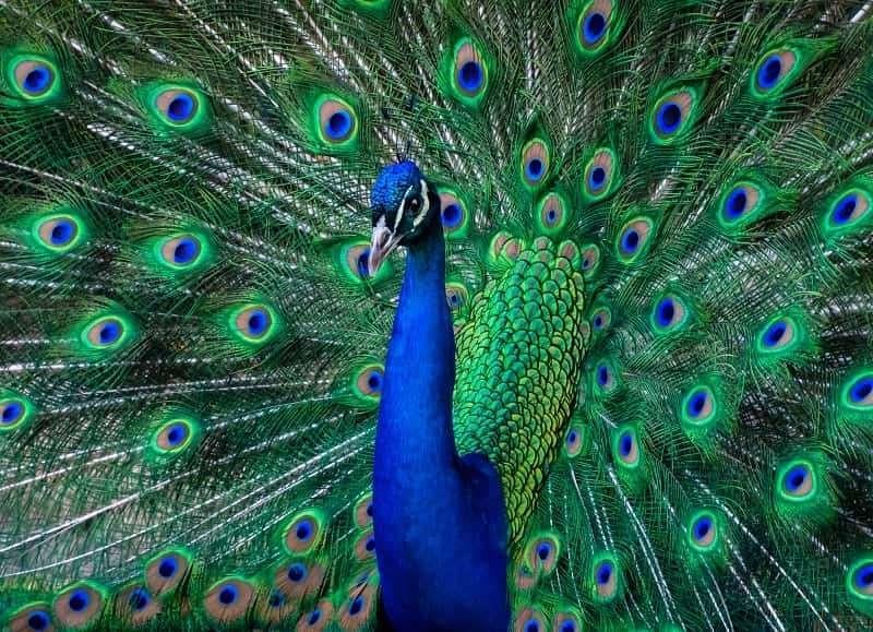 Coq paon âgé de 2 ans, Animaux & Accessoires, Volatiles