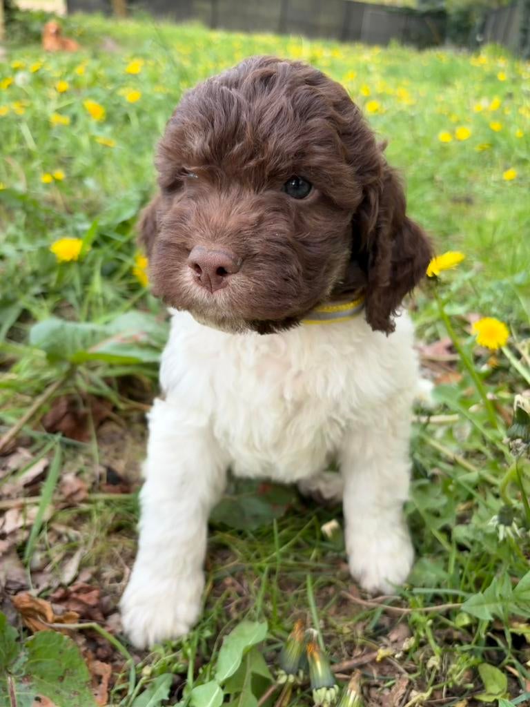 Prachtige Lagotto Romagnolo pups, België, Overige rassen, 8 tot 15 weken, Meerdere