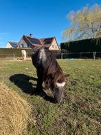 Zwartje de shetlander